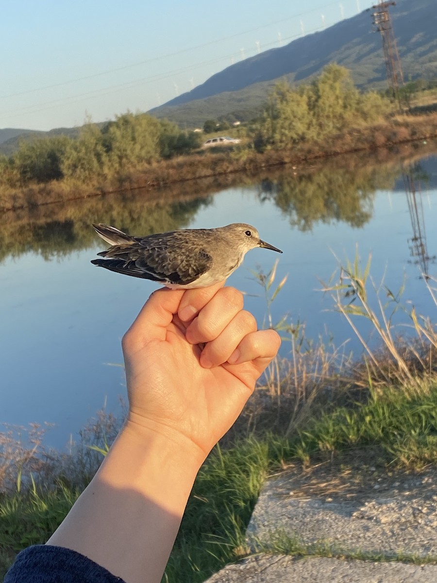 Temminck's Stint - ML624070687