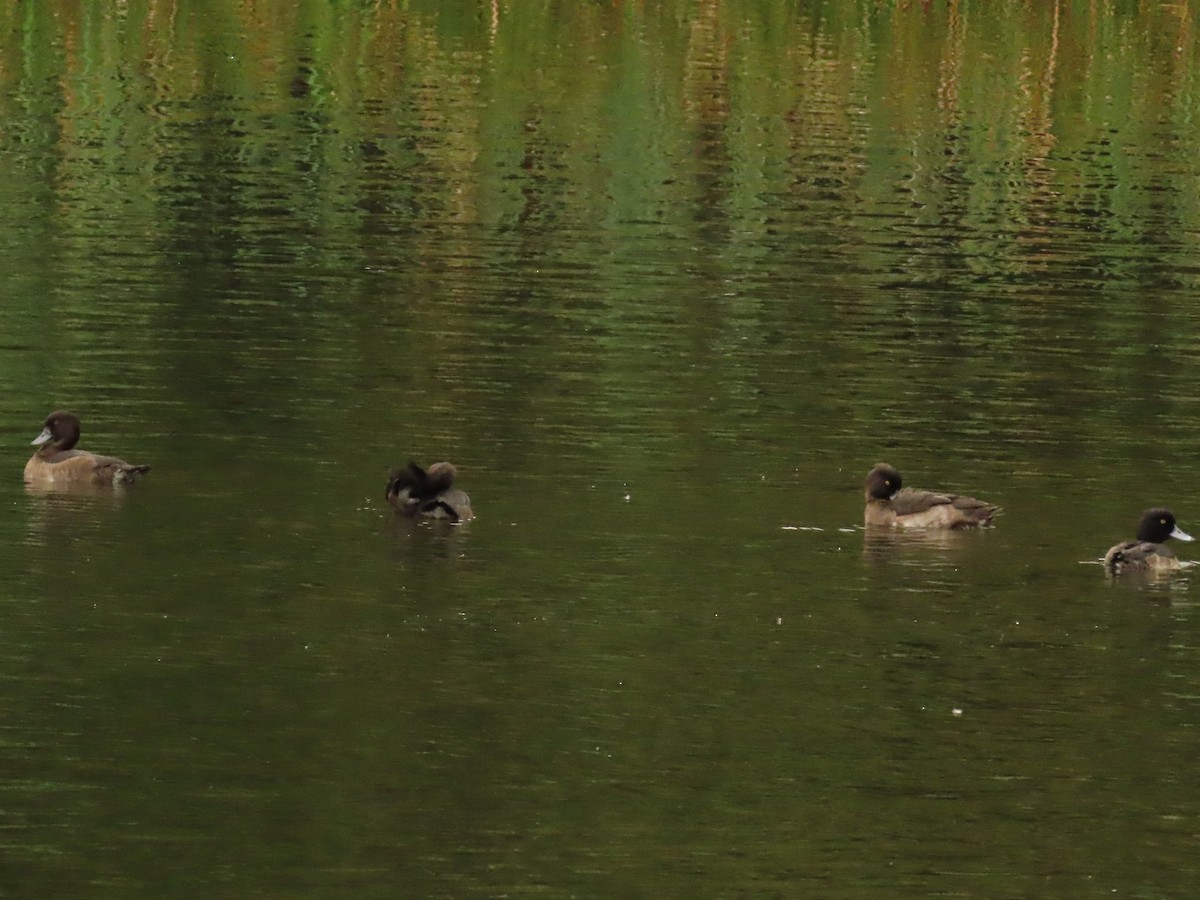 Tufted Duck - ML624070689