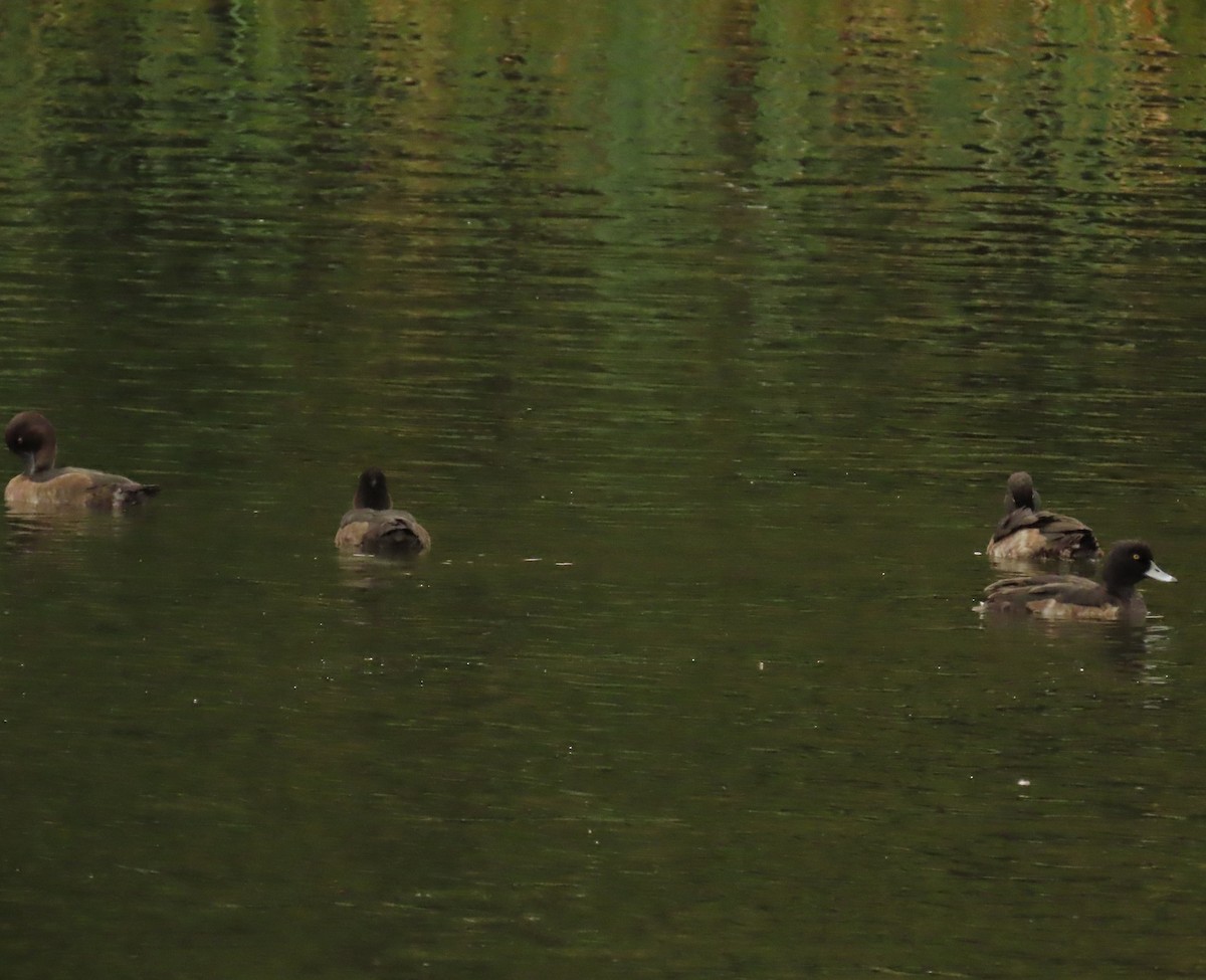 Tufted Duck - ML624070690