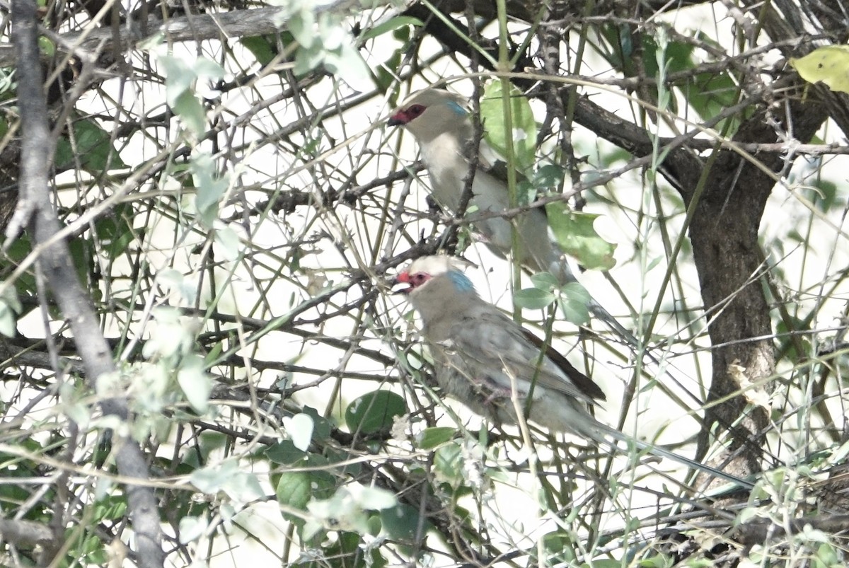 Blue-naped Mousebird - ML624070692