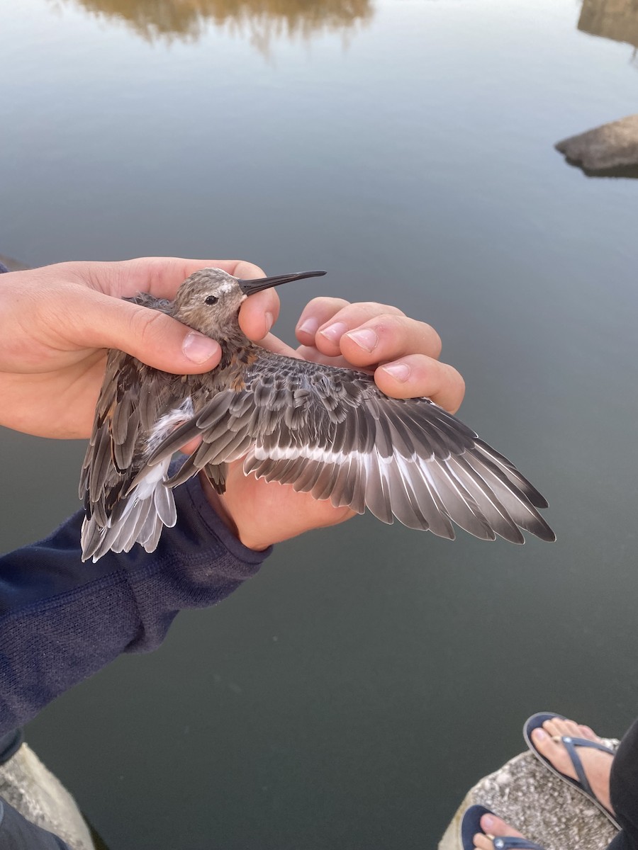 Dunlin - ML624070693