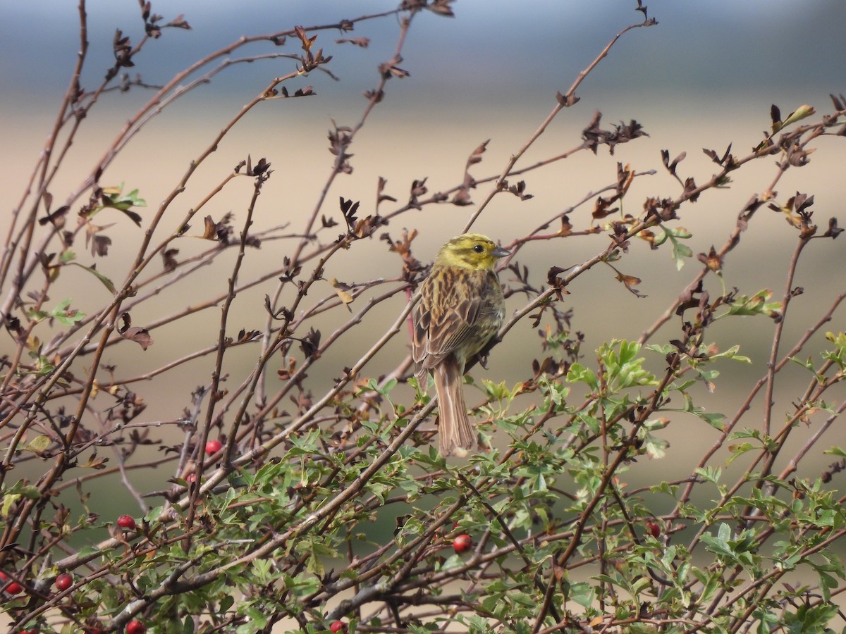 Yellowhammer - Paul James