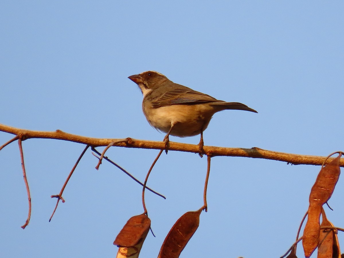 Streaky-headed Seedeater - ML624070696