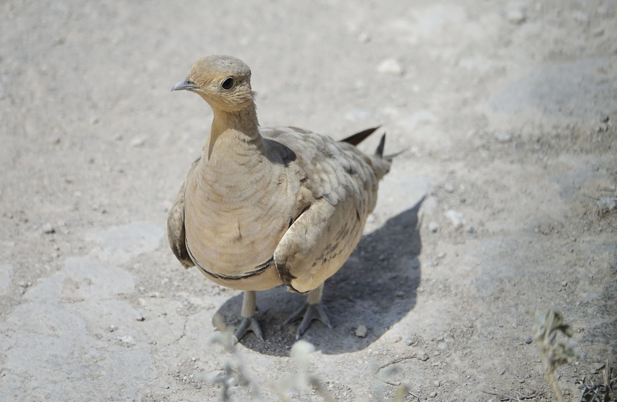 Chestnut-bellied Sandgrouse - Martin Brookes