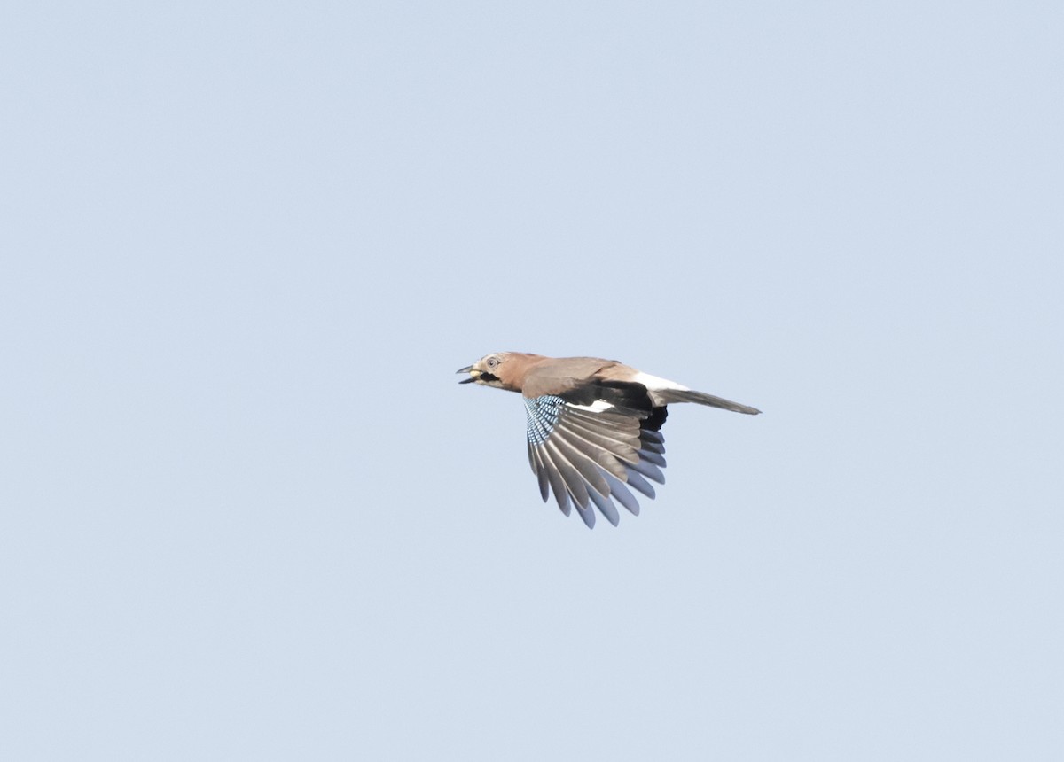 Eurasian Jay - ML624070700