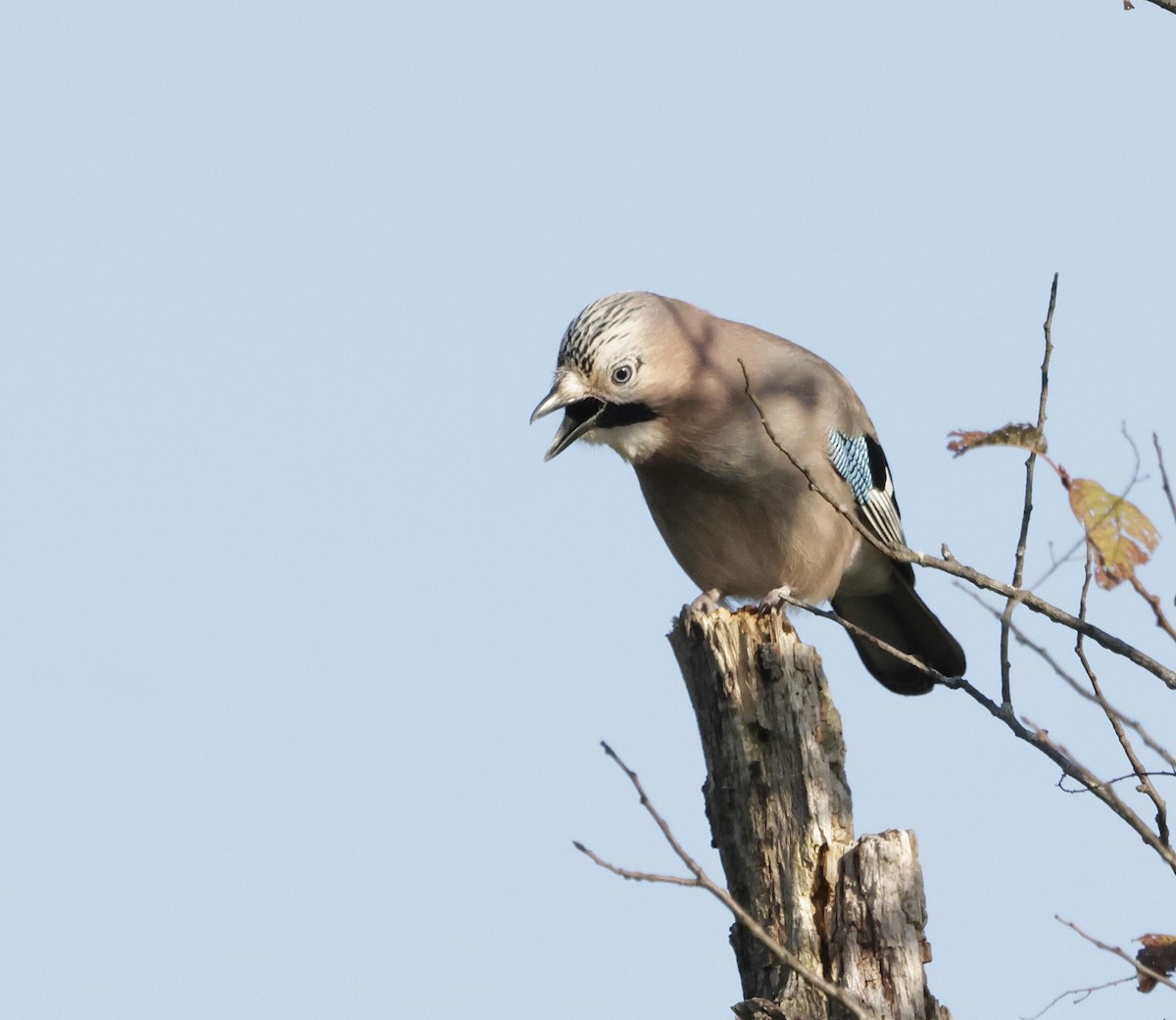 Eurasian Jay - ML624070701