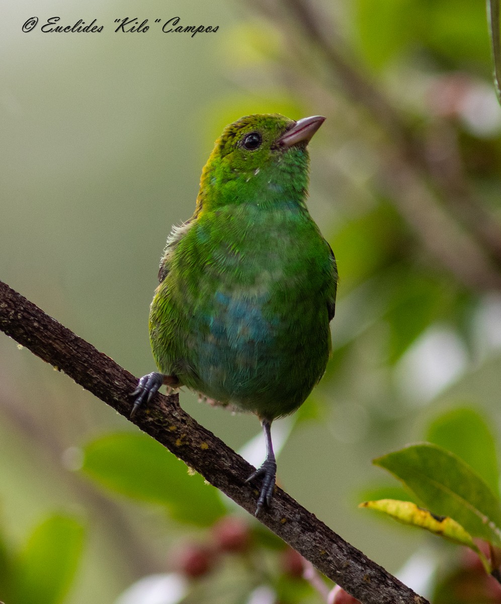 Rufous-winged Tanager - ML624070706