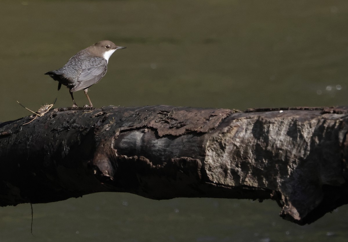 White-throated Dipper - ML624070708