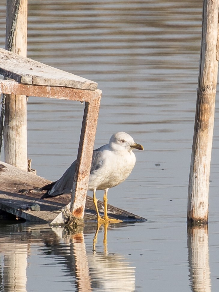 Yellow-legged Gull - Milan Martic