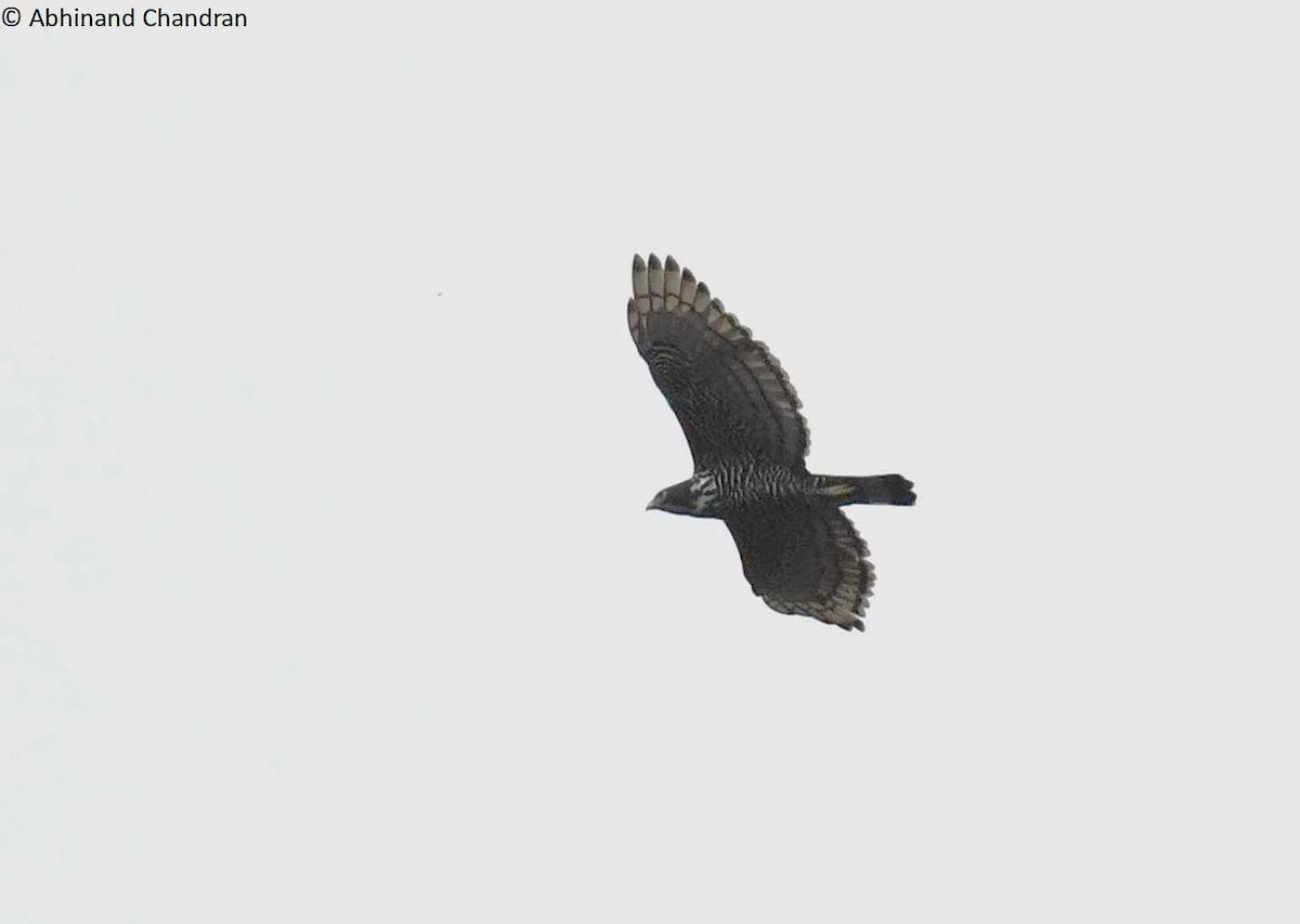 Blyth's Hawk-Eagle - Abhinand C