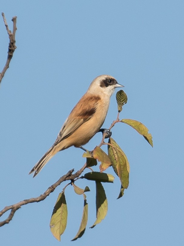 Eurasian Penduline-Tit - Milan Martic