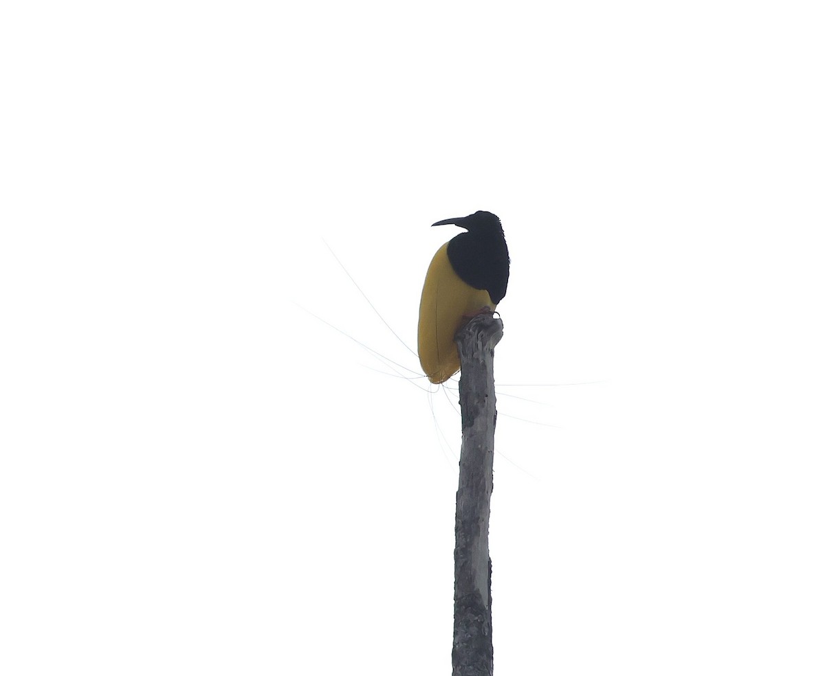 Twelve-wired Bird-of-Paradise - ML624070767