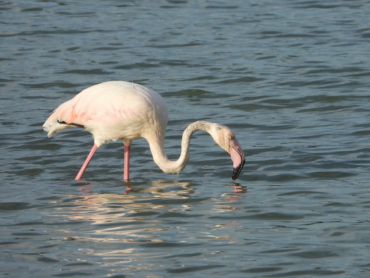 Greater Flamingo - ML624070769