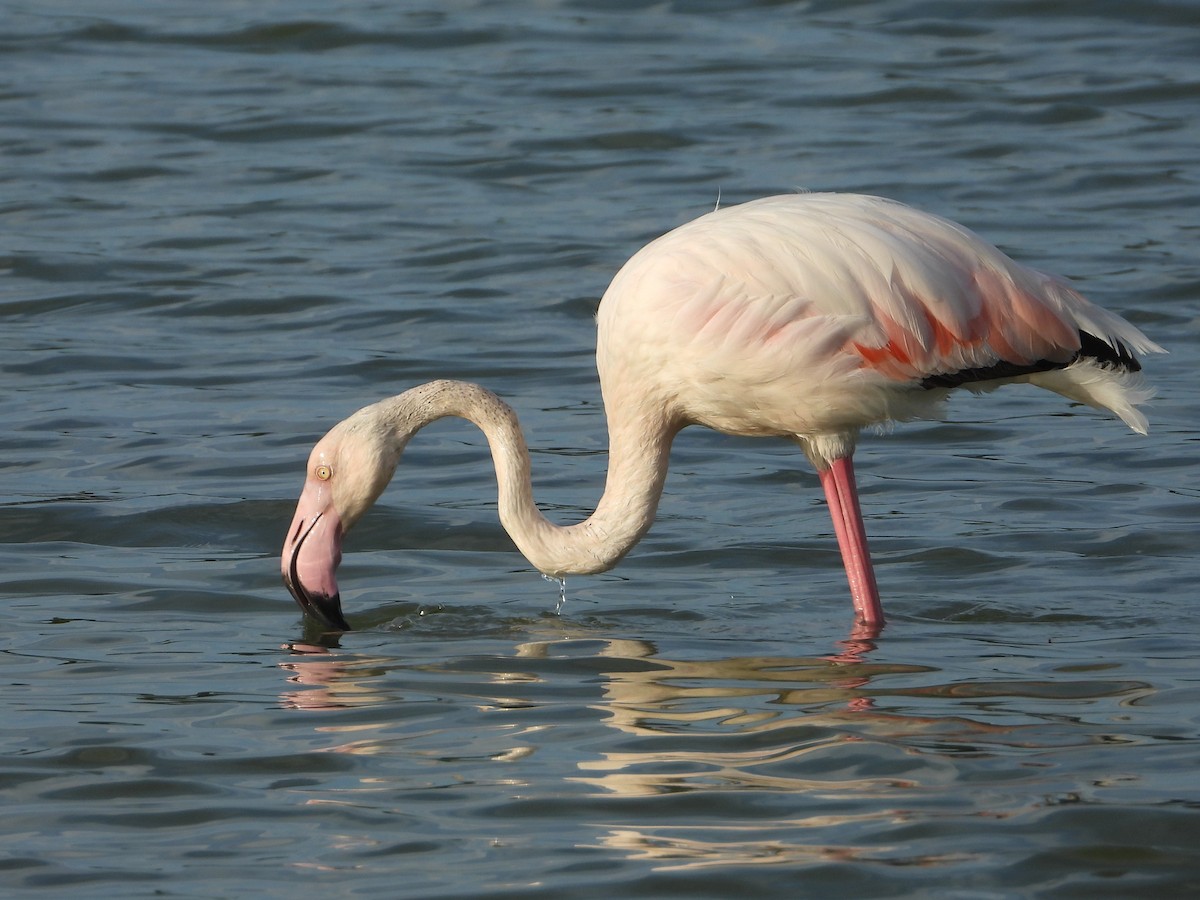 Greater Flamingo - ML624070770