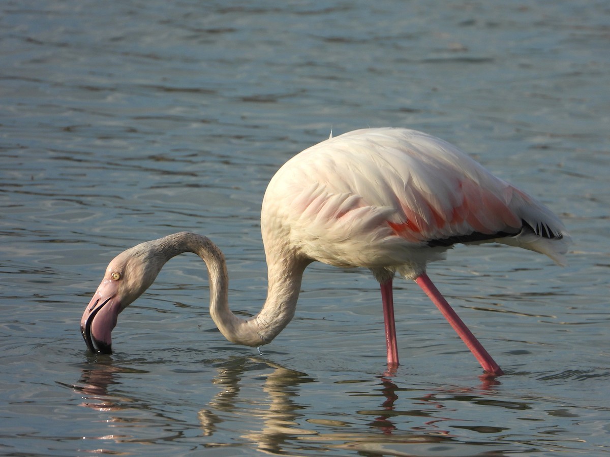 Greater Flamingo - ML624070771