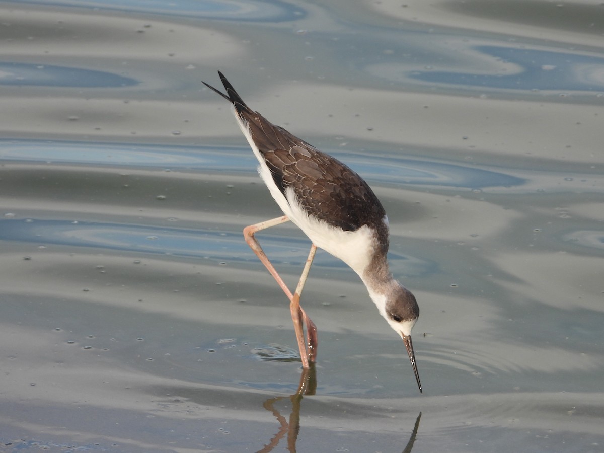 Black-winged Stilt - ML624070774