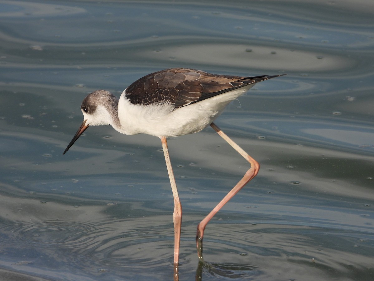 Black-winged Stilt - ML624070775