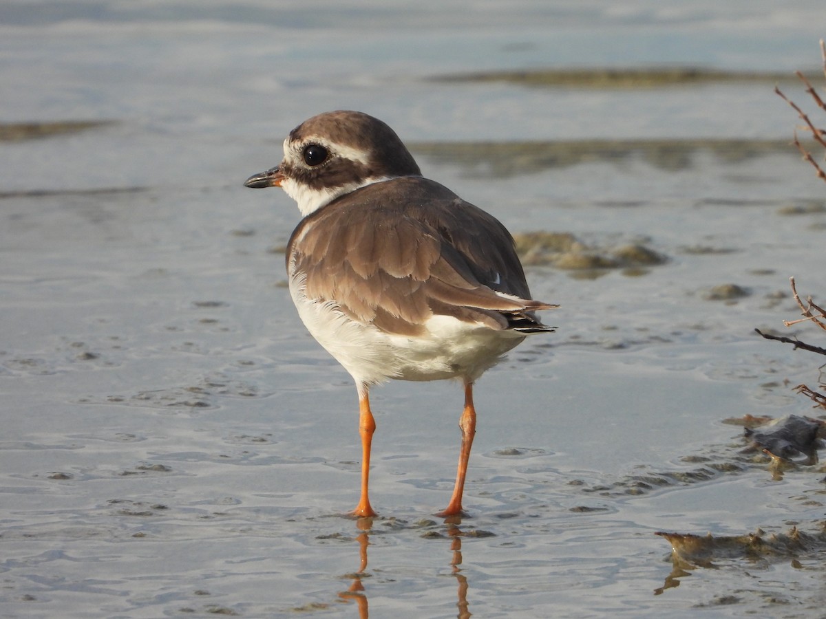 Common Ringed Plover - Raul Perez