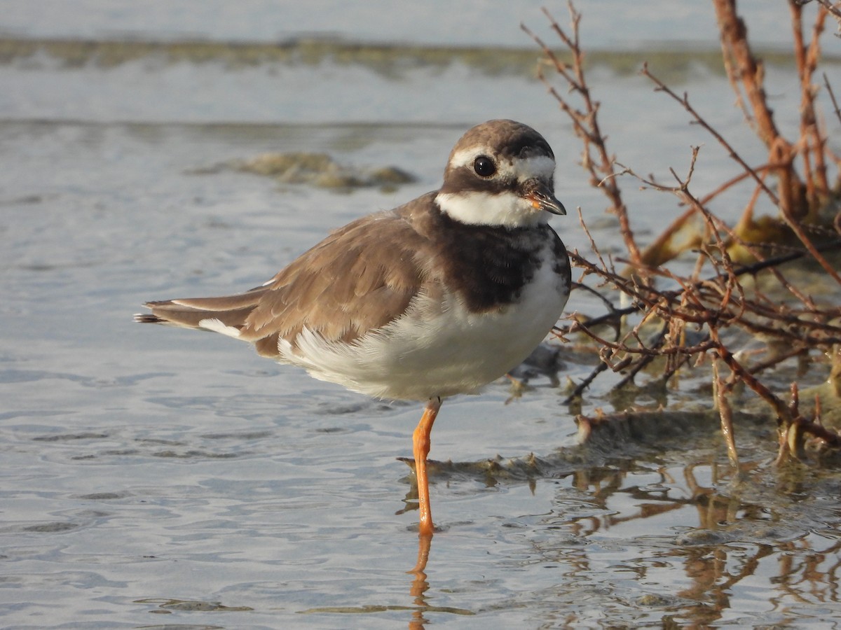 Common Ringed Plover - ML624070780