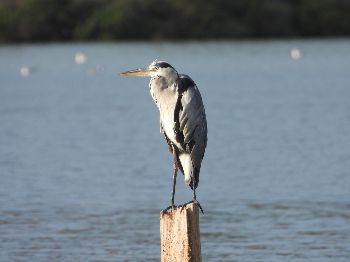 Gray Heron - ML624070785