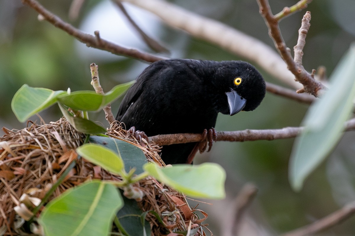 Vieillot's Black Weaver - ML624070790