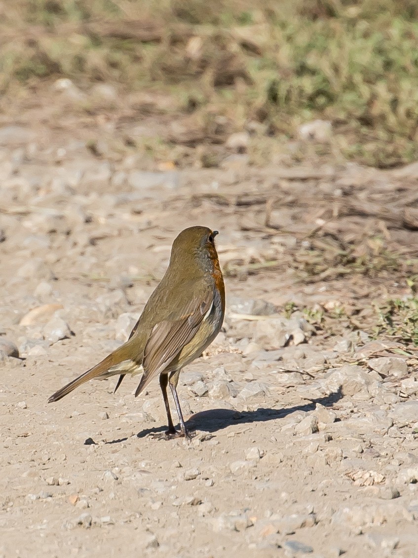 אדום חזה - ML624070792