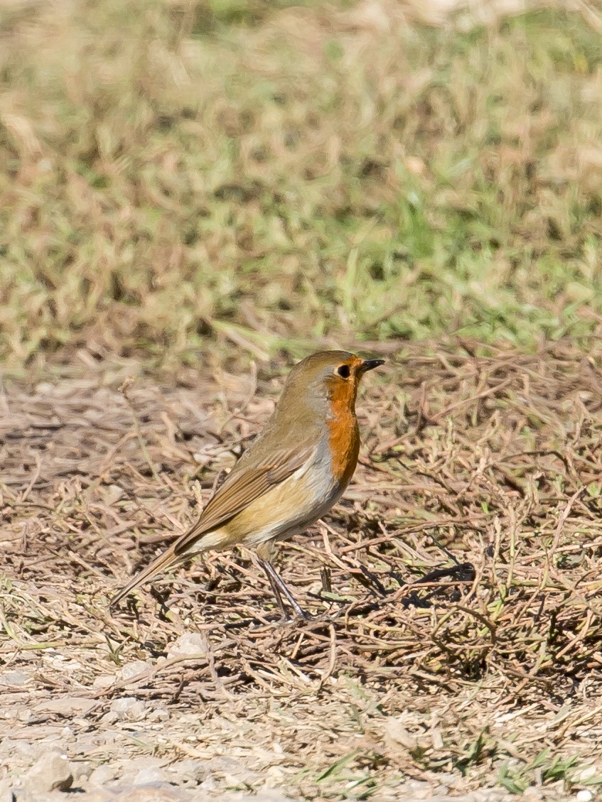 אדום חזה - ML624070793