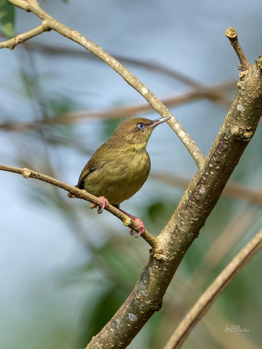 Pulitzer's Longbill - ML624070802