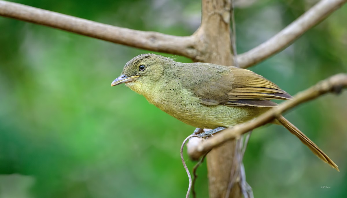 Cabanis's Greenbul - ML624070866