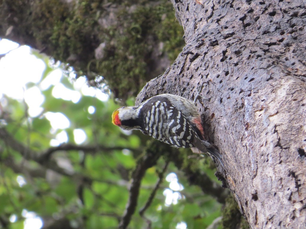 Brown-fronted Woodpecker - ML624070890