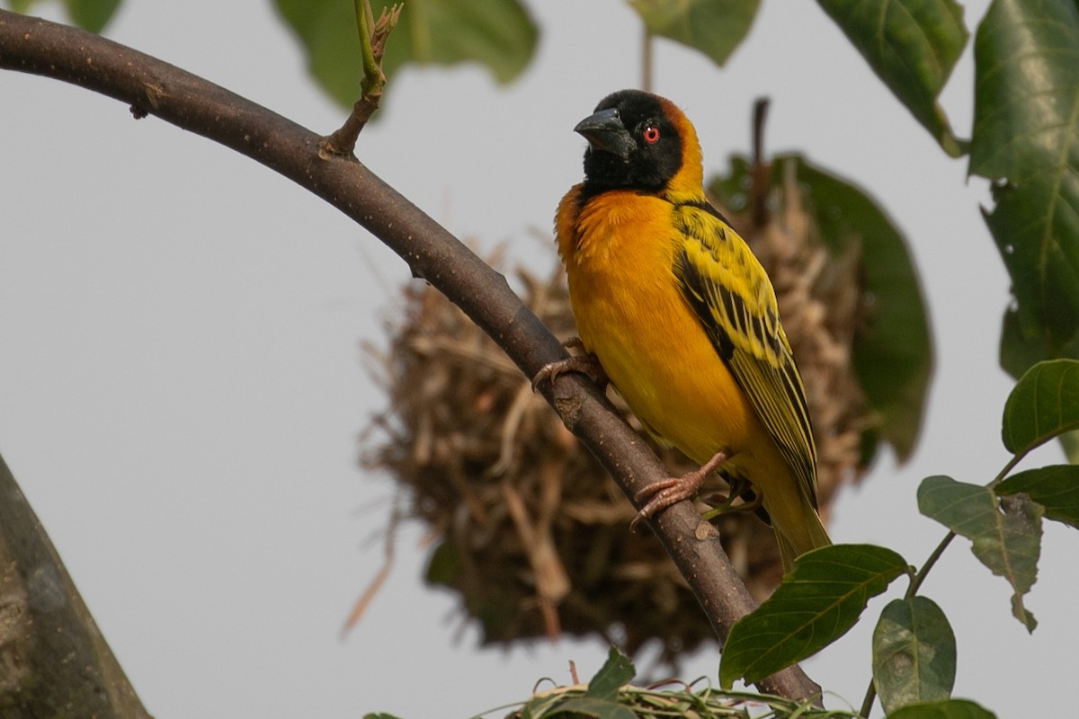 Village Weaver - ML624070891