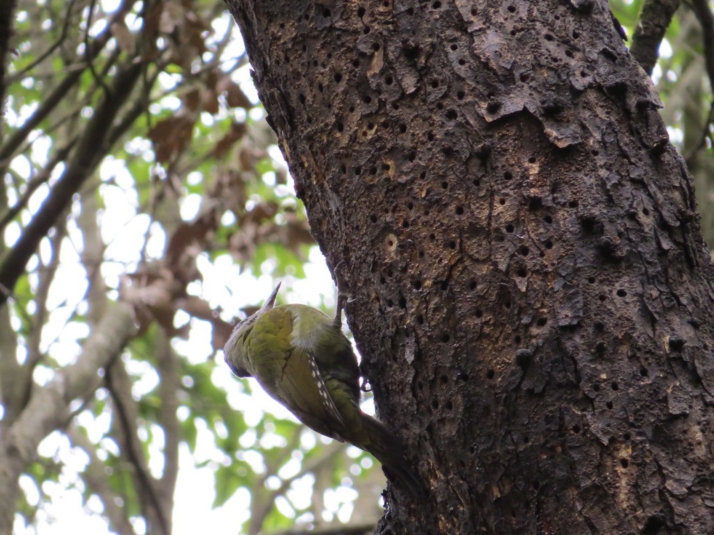 Gray-headed Woodpecker - Mark Welford