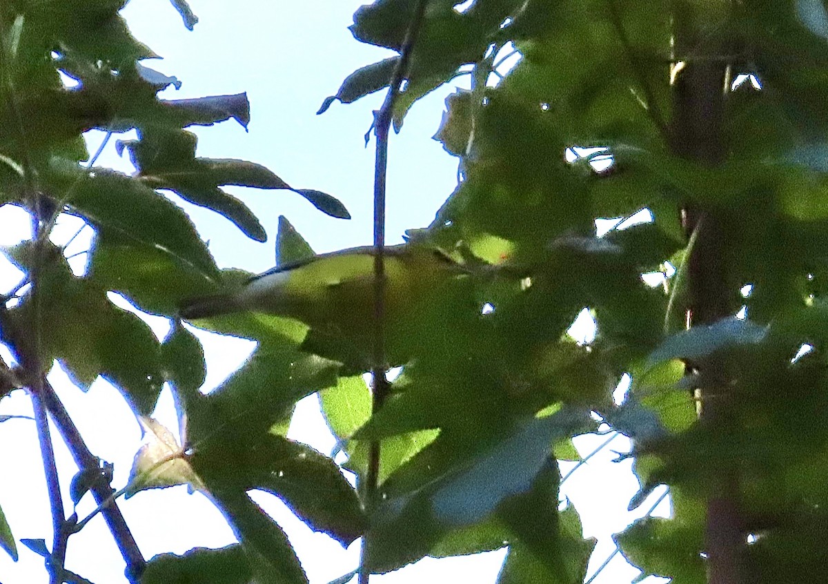 Blue-winged Warbler - ML624070900