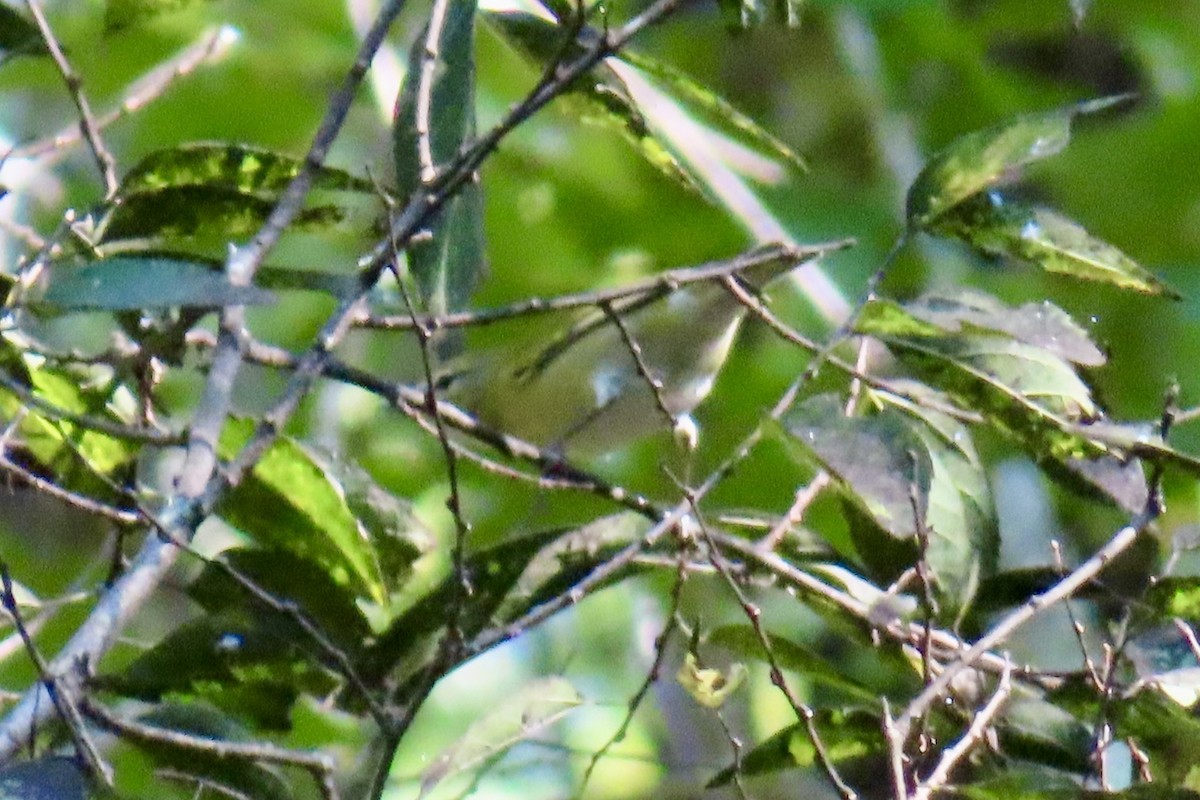 Tennessee Warbler - ML624070905