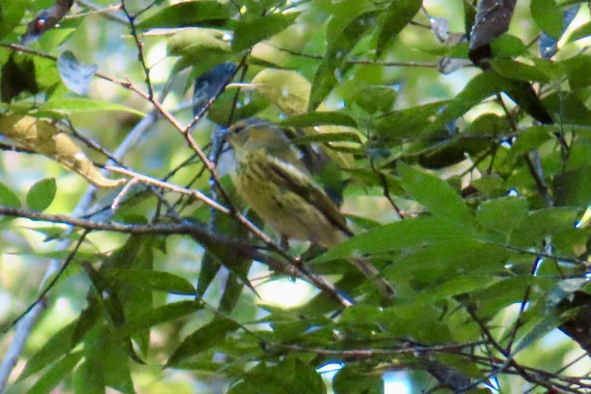 Cape May Warbler - ML624070913