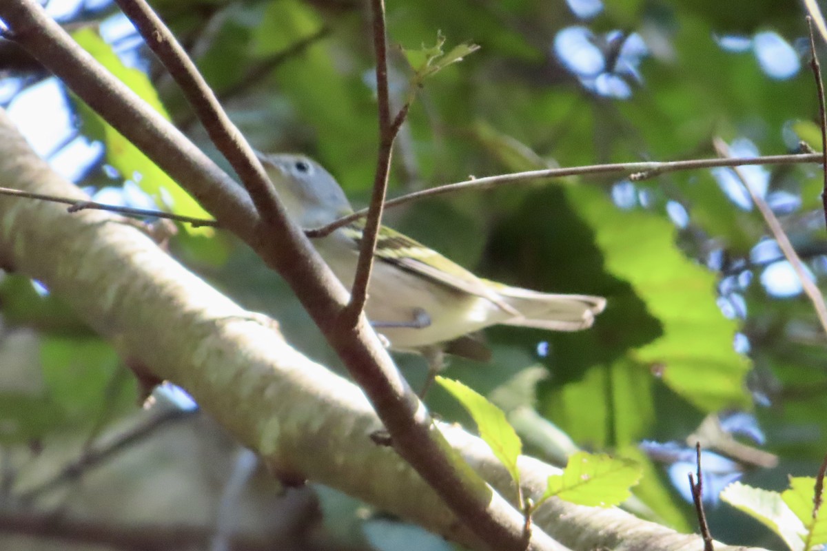 Chestnut-sided Warbler - ML624070916