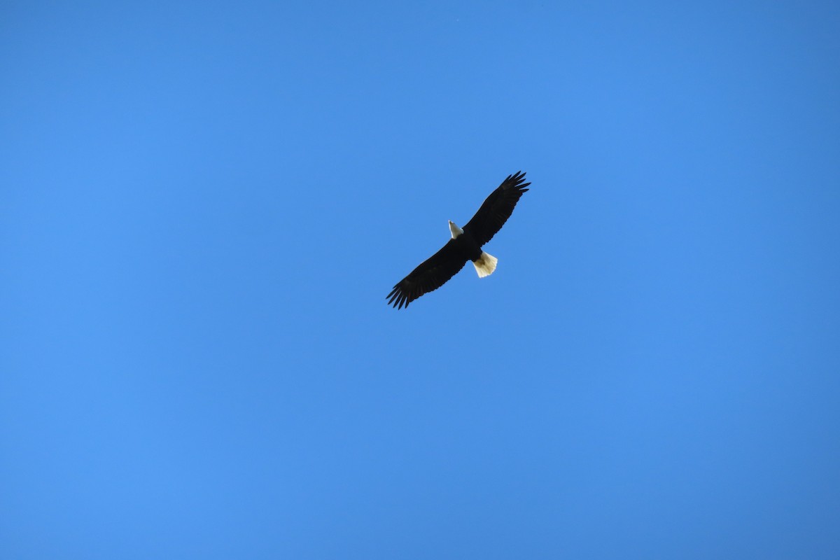 Bald Eagle - ML624070926