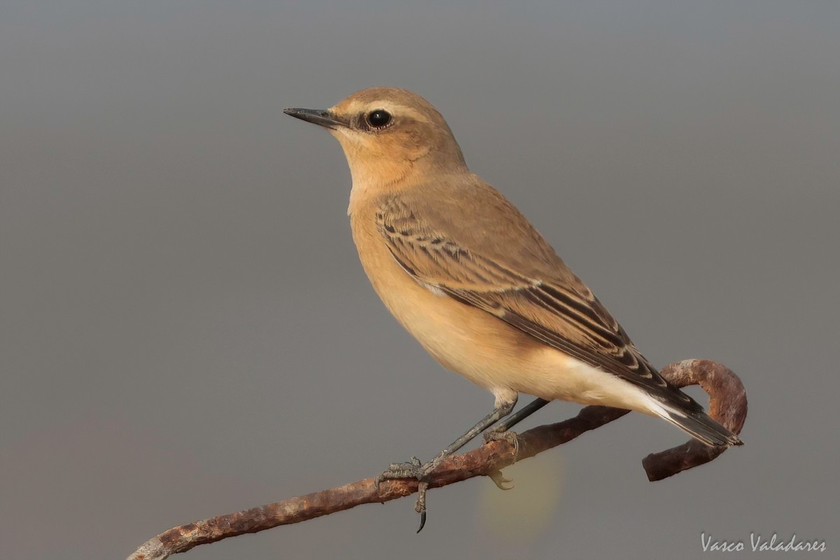 Northern Wheatear - Vasco Valadares