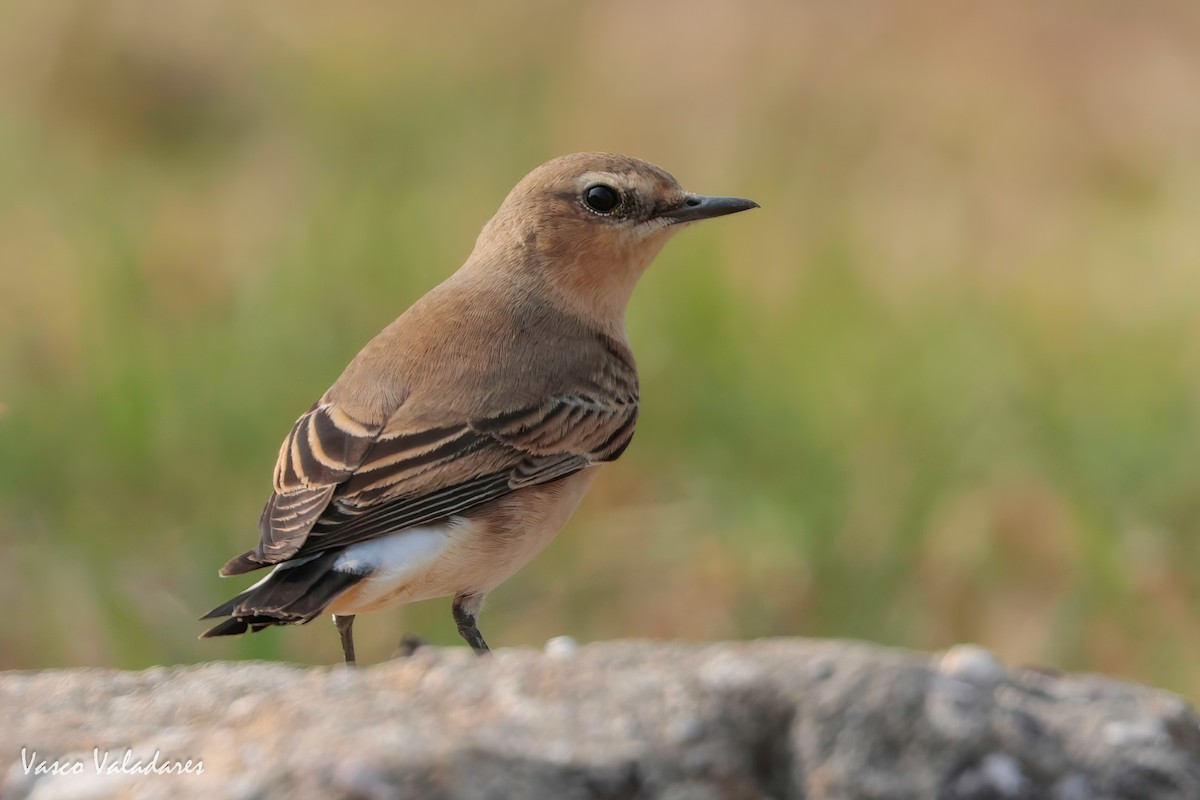 Northern Wheatear - ML624070935