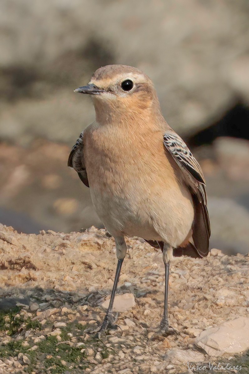 Northern Wheatear - ML624070938