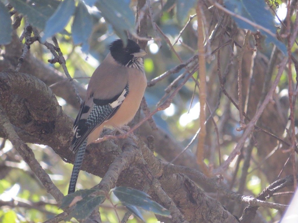 Black-headed Jay - ML624070943