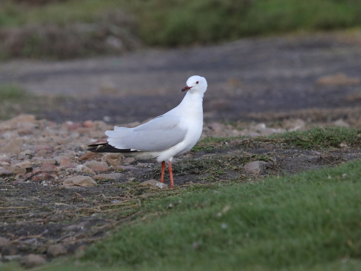 Silver Gull (Silver) - ML624070946