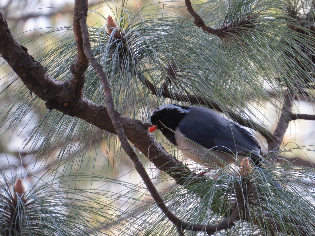 Red-billed Blue-Magpie - ML624070950