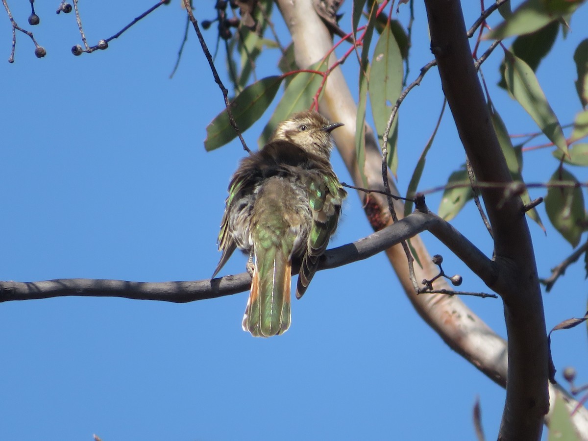 Horsfield's Bronze-Cuckoo - ML624070961