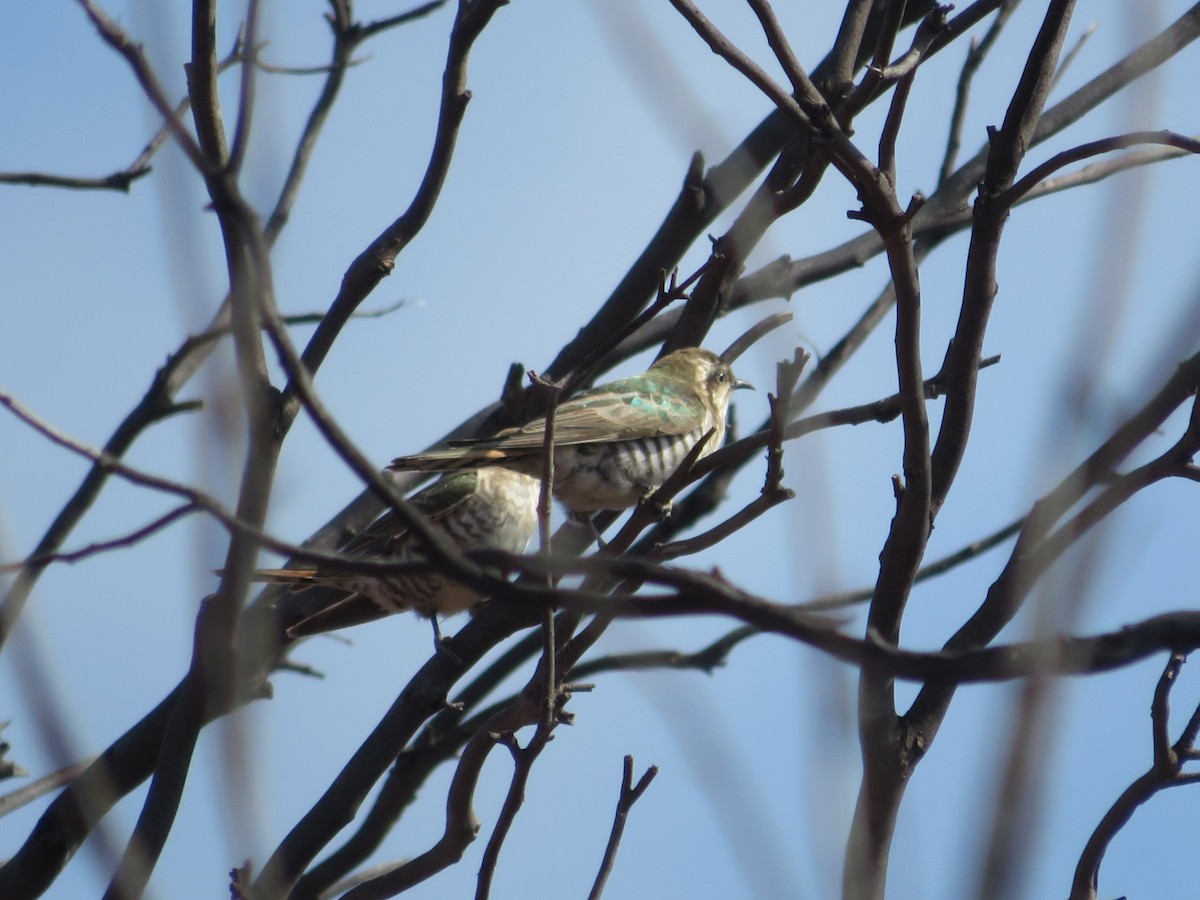 Horsfield's Bronze-Cuckoo - ML624070963