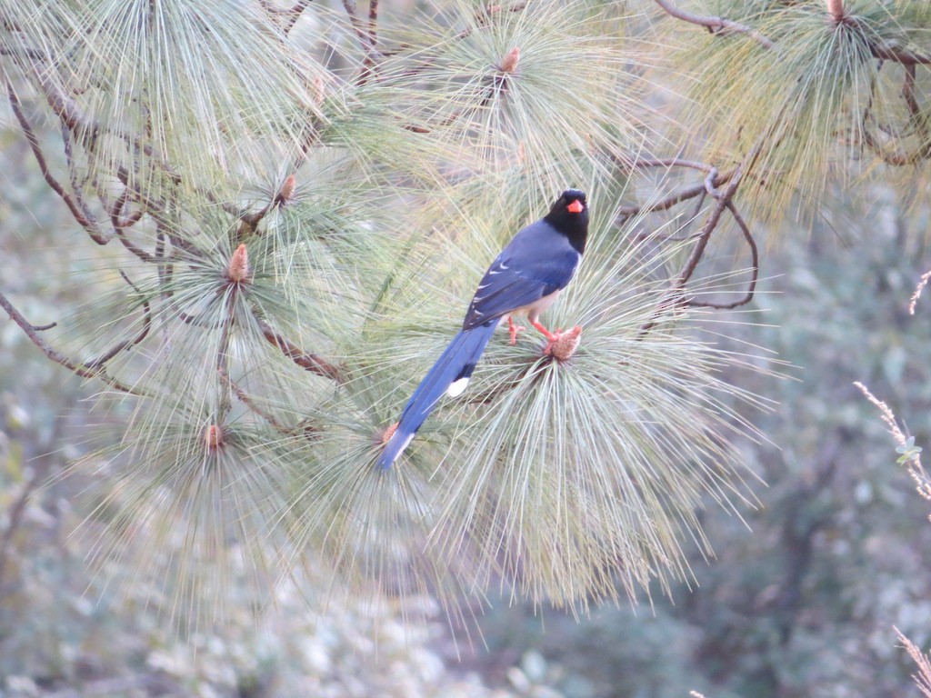 Red-billed Blue-Magpie - ML624070964