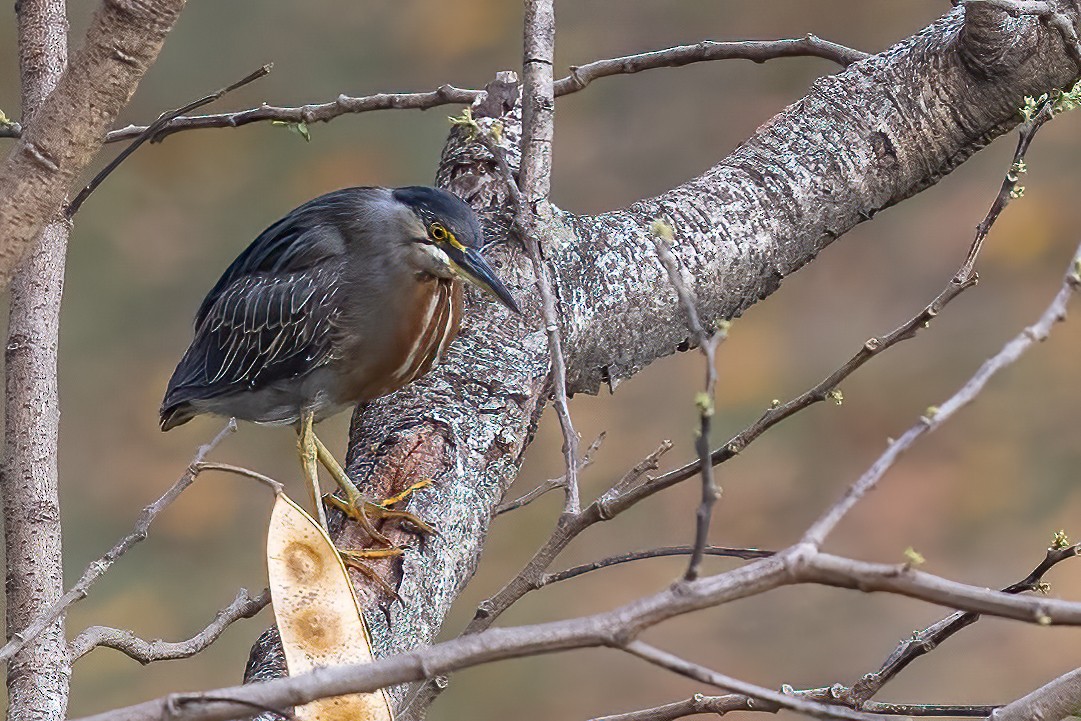 eBird Checklist - 21 Sep 2024 - Rio de Janeiro--Quinta da Boa Vista ...
