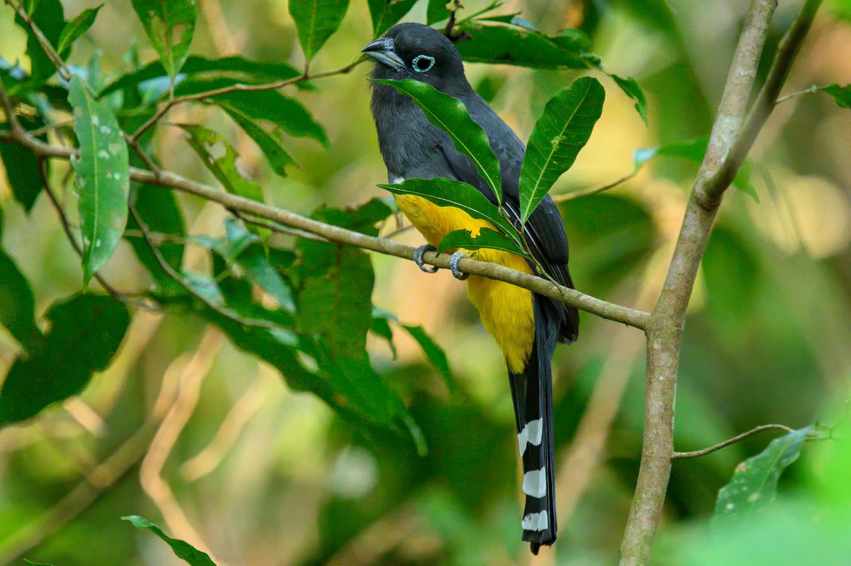 Trogon à tête noire - ML624070969