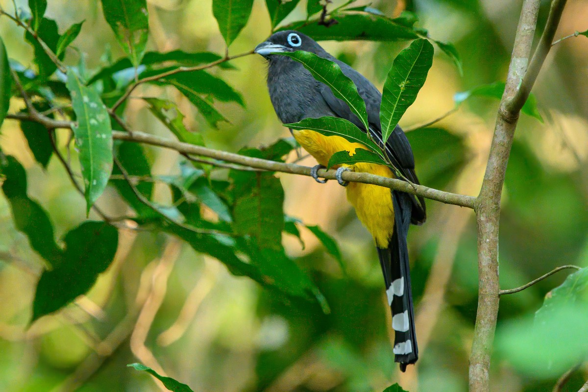 Trogon à tête noire - ML624070970