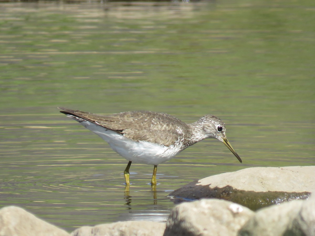 Solitary Sandpiper - ML624071007